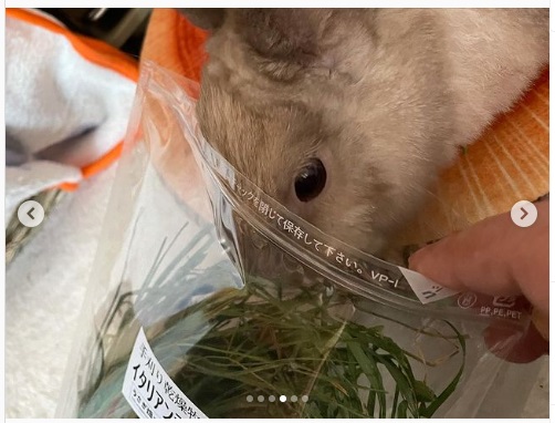 うさぎ畑,ユーザーフォト,Instagram