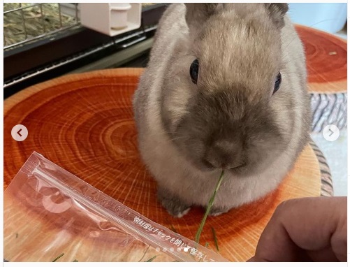 うさぎ畑,ユーザーフォト,Instagram