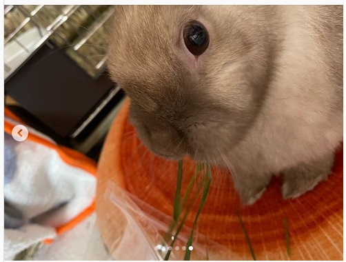 うさぎ畑,ユーザーフォト,Instagram