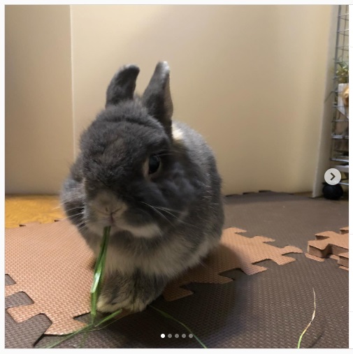 うさぎ畑,ユーザーフォト,Instagram