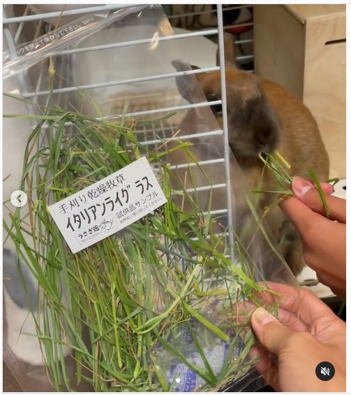 うさぎ畑,ユーザーフォト,Instagram