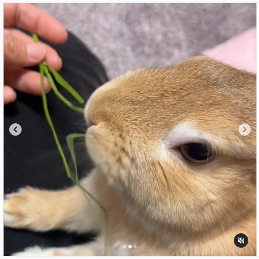 うさぎ畑,ユーザーフォト,Instagram