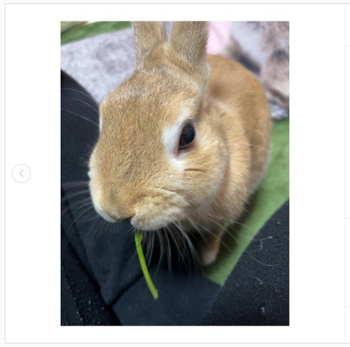 うさぎ畑,ユーザーフォト,Instagram