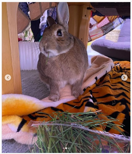 うさぎ畑,ユーザーフォト,Instagram