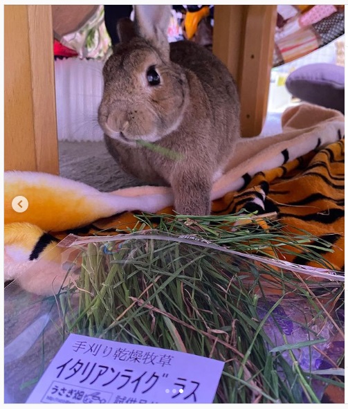 うさぎ畑,ユーザーフォト,Instagram