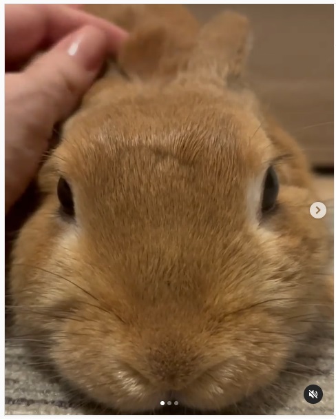 うさぎ畑,ユーザーフォト,Instagram