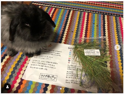 うさぎ畑,ユーザーフォト,Instagram