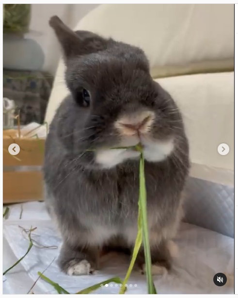 うさぎ畑,ユーザーフォト,Instagram
