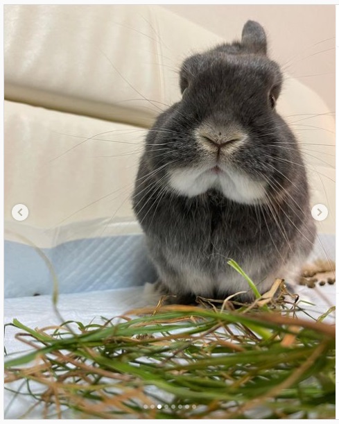 うさぎ畑,ユーザーフォト,Instagram