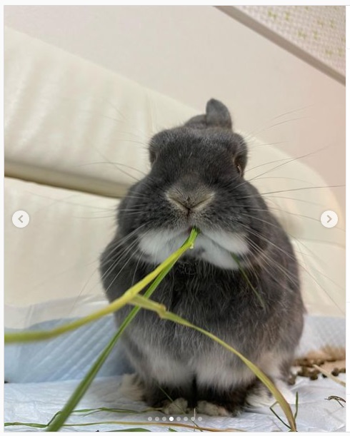 うさぎ畑,ユーザーフォト,Instagram