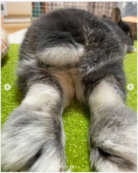 うさぎ畑,ユーザーフォト,Instagram