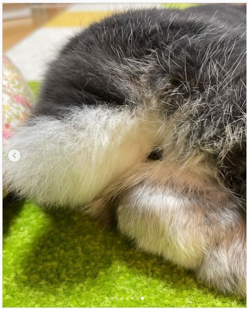 うさぎ畑,ユーザーフォト,Instagram