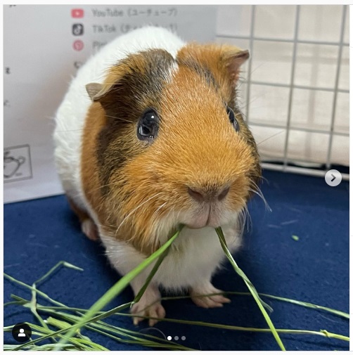 うさぎ畑,ユーザーフォト,Instagram