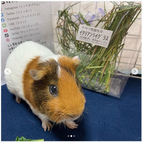 うさぎ畑,ユーザーフォト,Instagram