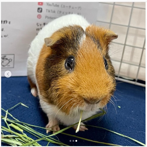 うさぎ畑,ユーザーフォト,Instagram
