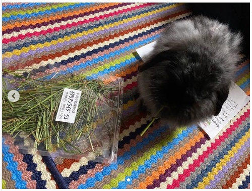 うさぎ畑,ユーザーフォト,Instagram