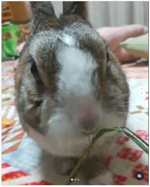 うさぎ畑,ユーザーフォト,Instagram