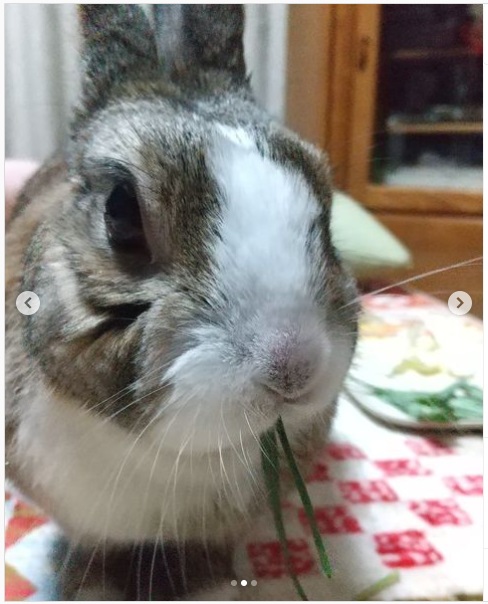 うさぎ畑,ユーザーフォト,Instagram