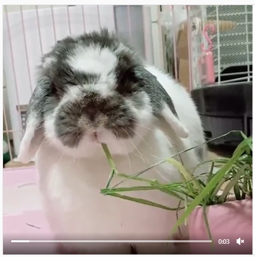 うさぎ畑,ユーザーフォト,Instagram