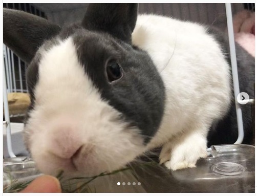 うさぎ畑,ユーザーフォト,Instagram