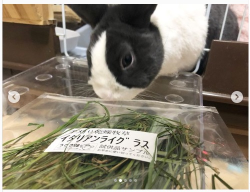 うさぎ畑,ユーザーフォト,Instagram