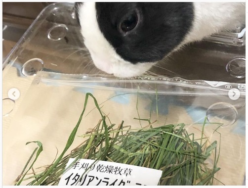 うさぎ畑,ユーザーフォト,Instagram