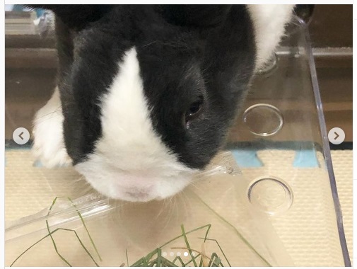 うさぎ畑,ユーザーフォト,Instagram