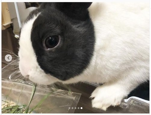 うさぎ畑,ユーザーフォト,Instagram