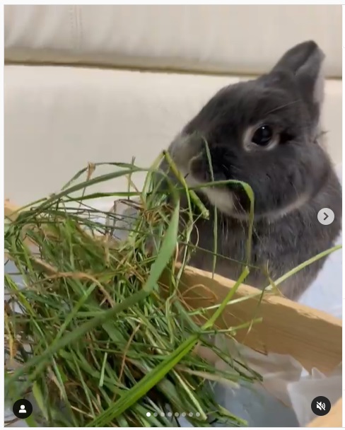 うさぎ畑,ユーザーフォト,Instagram