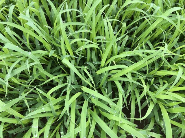 スーダングラス