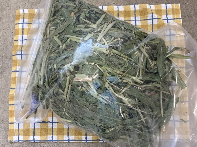 うさぎ用イネ科牧草ハト麦