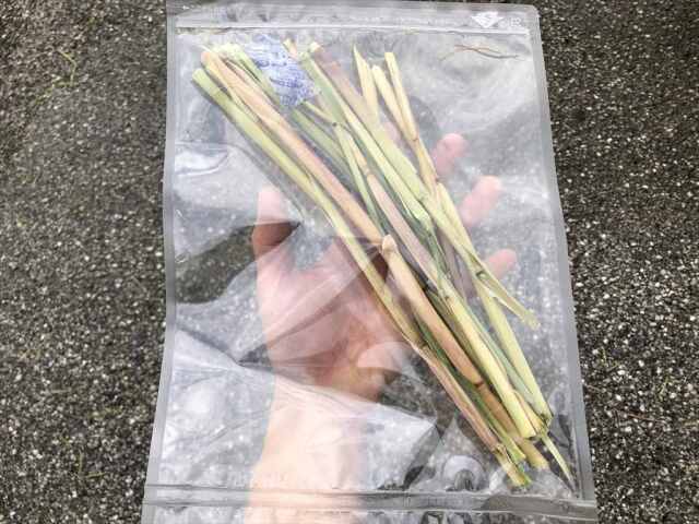 オーツヘイ,うさぎ,茎スティック