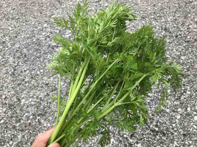 うさぎ うさぎが好きな野菜