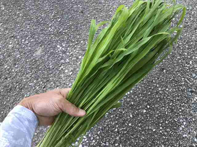 夏イタリアン,うさぎ,生牧草