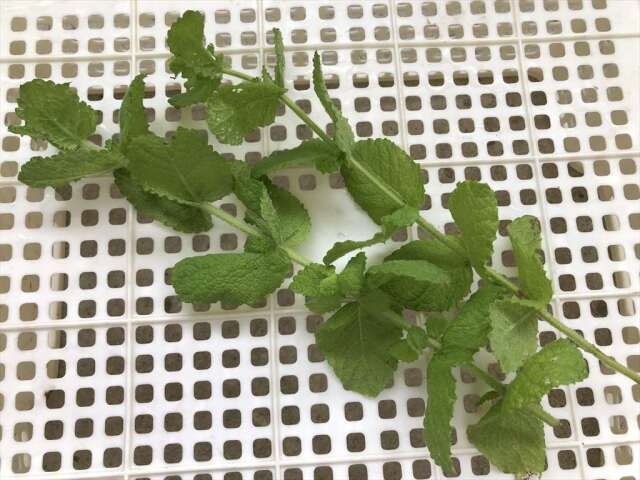 アップルミント,うさぎ,ハーブ