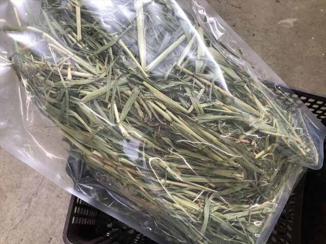 ヤングオーツヘイ,うさぎ,牧草