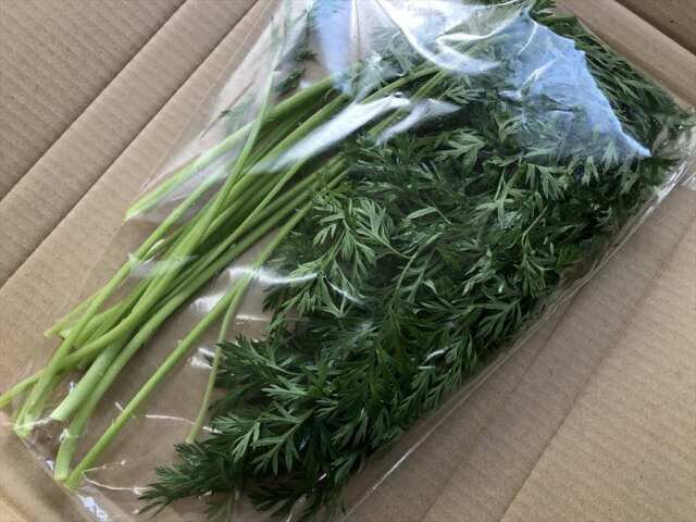 にんじん葉100ｇ商品代金100円キャンペーン