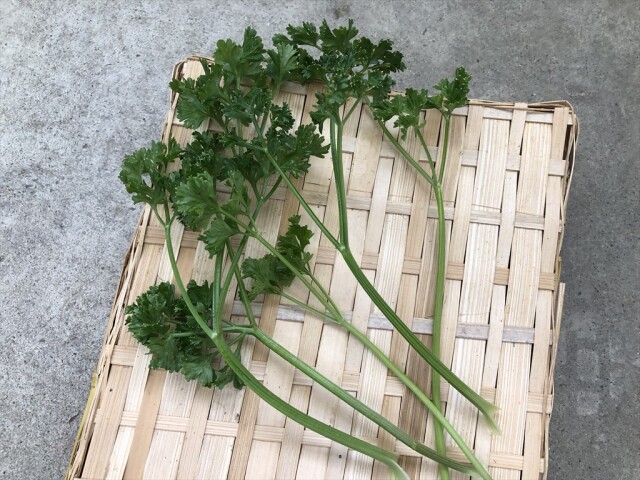 パラマウントパセリ うさぎ用 野菜