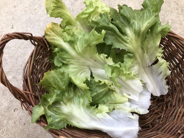うさぎ 生野菜 スカローラ