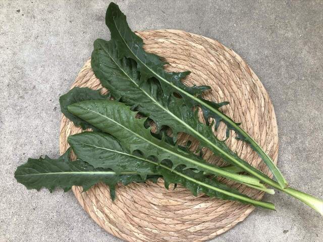 カタローニャ うさぎ用 生野菜