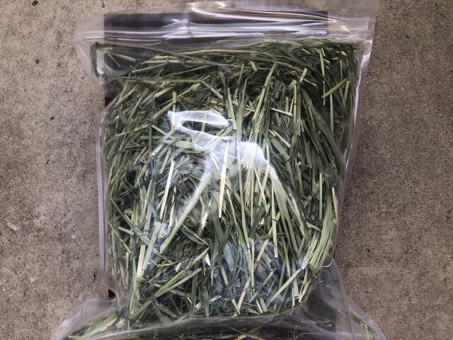 うさぎ用イネ科牧草ライムギ