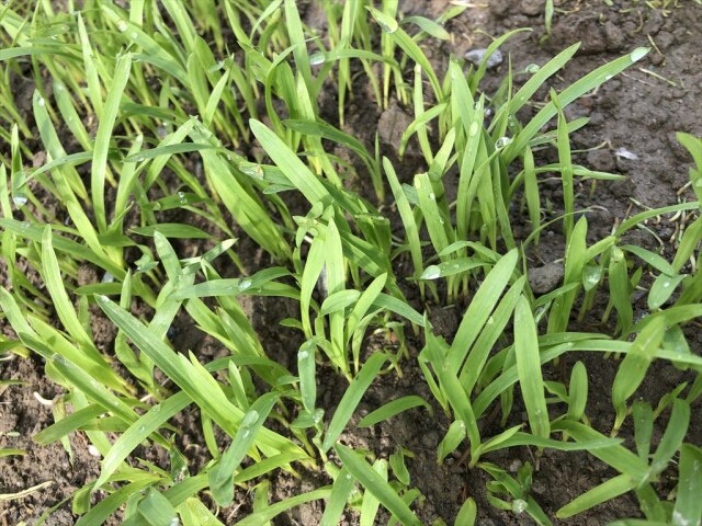 スーダングラス