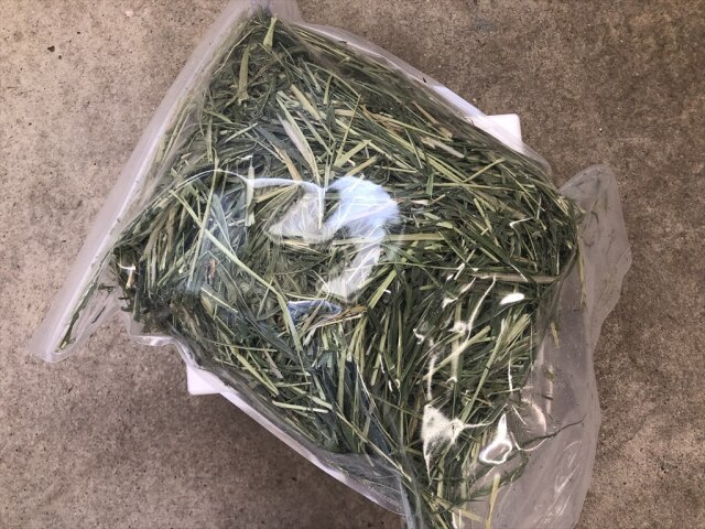 スーダングラス