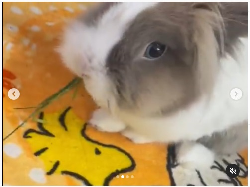 うさぎ畑,ユーザーフォト,Instagram