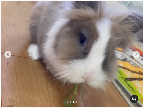 うさぎ畑,ユーザーフォト,Instagram