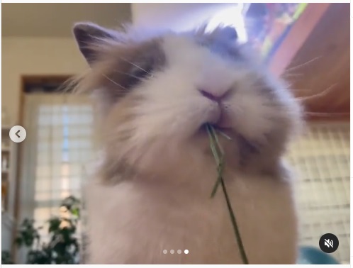 うさぎ畑,ユーザーフォト,Instagram