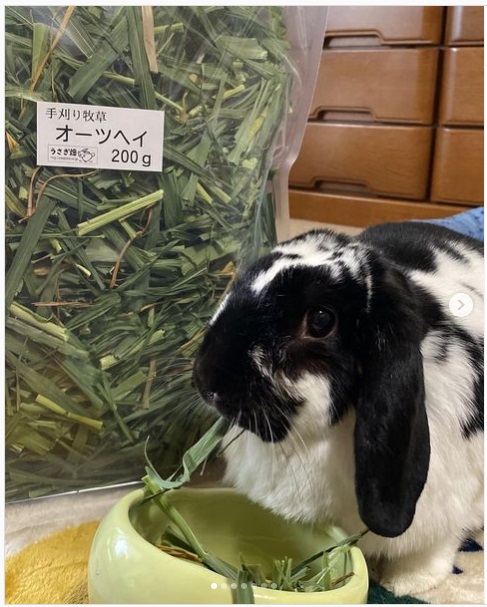 うさぎ畑,ユーザーフォト,Instagram