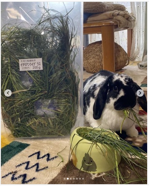 うさぎ畑,ユーザーフォト,Instagram