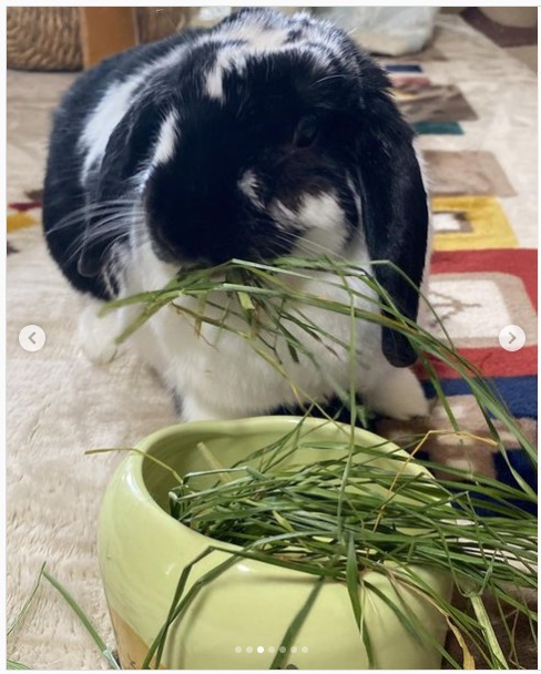 うさぎ畑,ユーザーフォト,Instagram