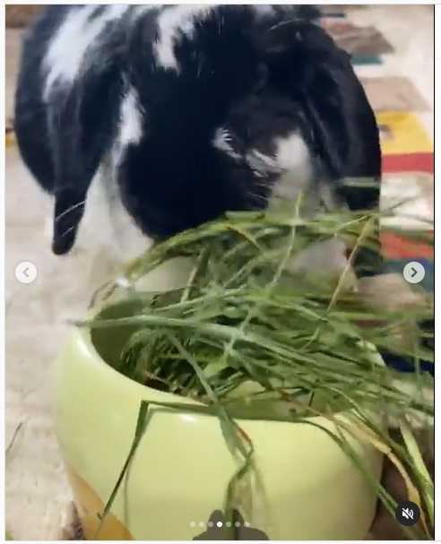 うさぎ畑,ユーザーフォト,Instagram